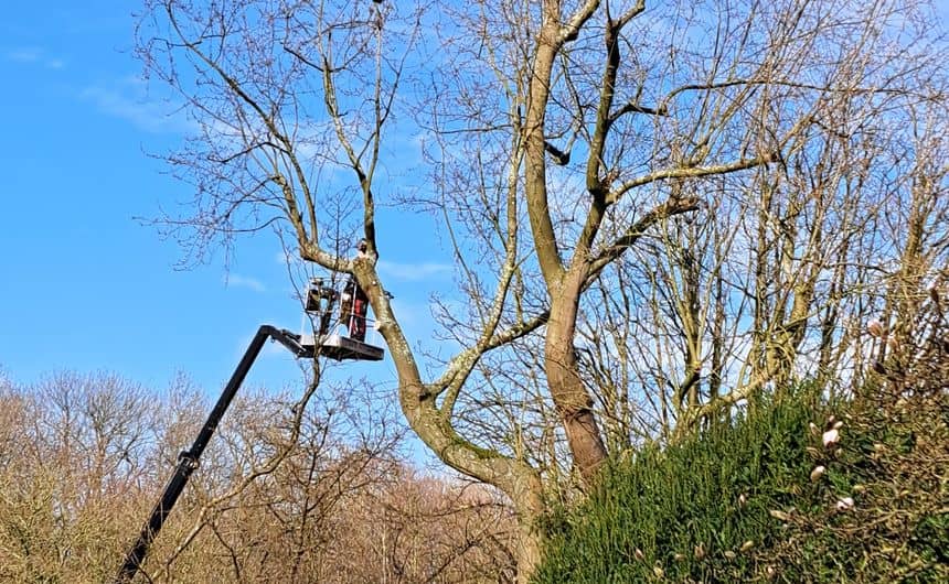 Élagage Arbres à Chantilly Oise 60 – BH Entretien