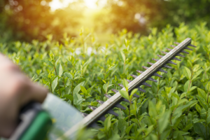 Comment gérer les mauvaises herbes dans l’Oise | BH Entretien