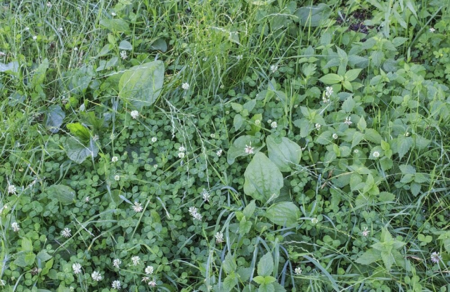 Comment gérer les mauvaises herbes dans un climat comme celui de l’Oise
