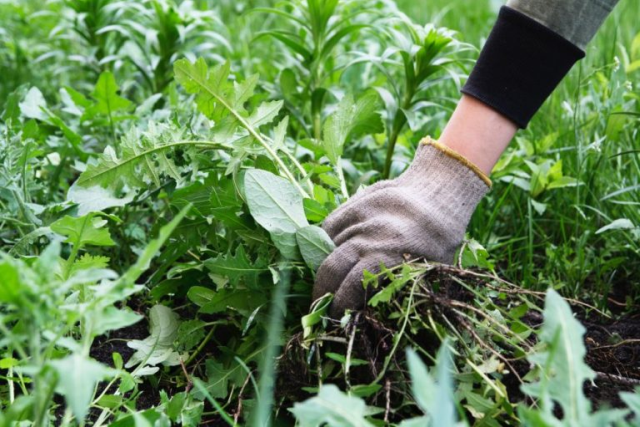 Comment gérer les mauvaises herbes dans un climat comme celui de l’Oise