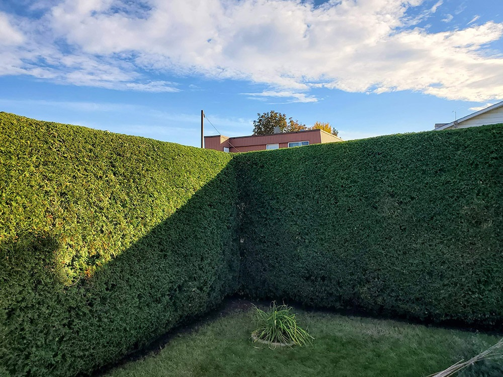 Pelouse entretenue par un jardinier professionnel dans l’Oise