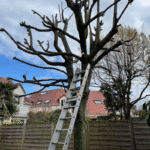 Elagage Arbre - BH Entretien Oise 60