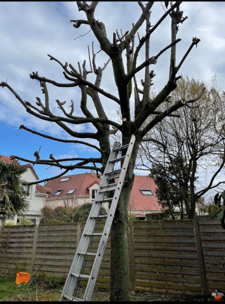 Elagage Arbre - BH Entretien Oise 60