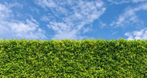 Pourquoi mes haies poussent trop vite dans l’Oise ?