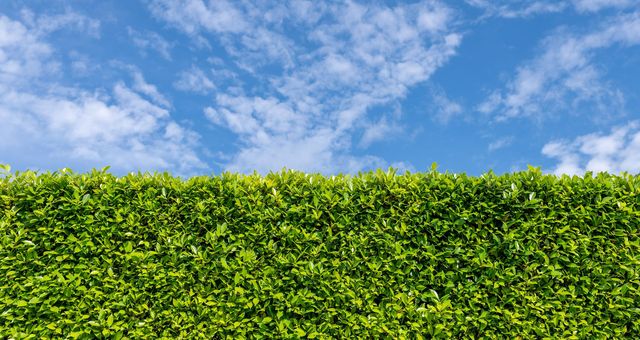 Pourquoi mes haies poussent trop vite dans l’Oise ?