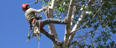 Élagage et abattage d’arbres à Beauvais (60) – BH Entretien