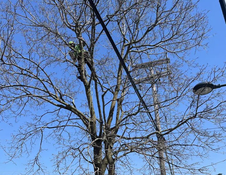 Élagage et abattage d’arbres à Creil (60) – BH Entretien
