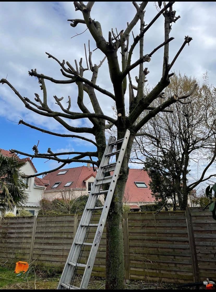 Elagage Arbre - BH Entretien Oise 60